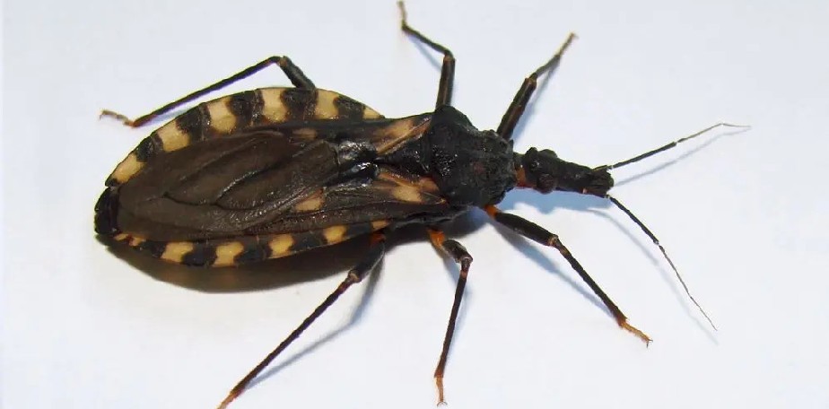 Chagas: Salud reforz� lineamientos de abordaje en el nivel de atenci�n